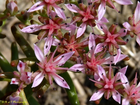 {Sedum pulchellum}